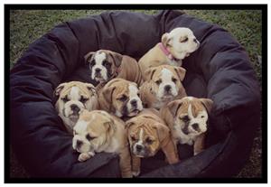 Beautiful KUSA Reg English Bulldog puppies available and ready to join their forever families!