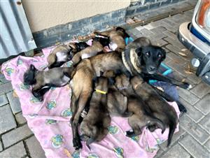 Belgian Malinois pups for sale
