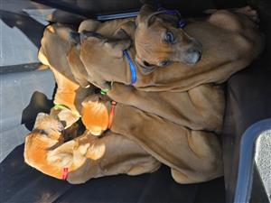 Rifrug, ridgeback puppies 