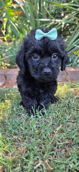 Beautiful yorkipoo girls available 