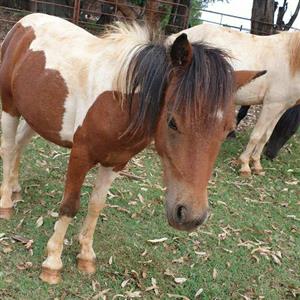 Mini pony colt