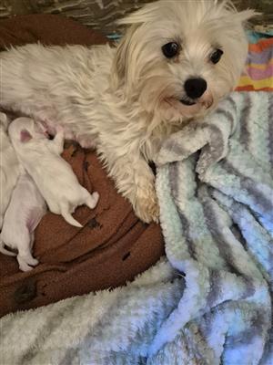 Miniature  maltese puppies