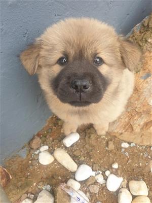 Chow chow pup