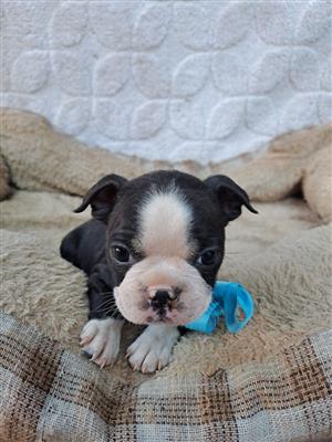 Boston Terrier puppies