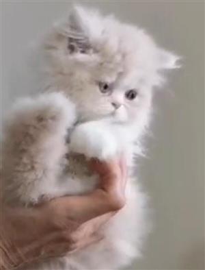 Persian kittens
