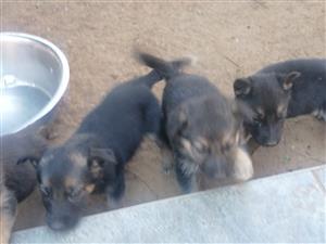 Gorgeous German Shepherd puppies 
