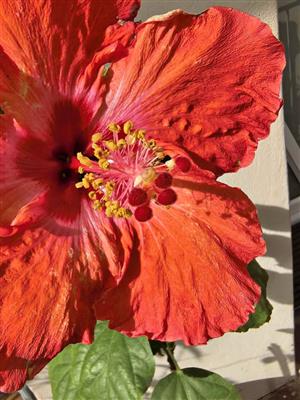 Beautiful Standard Hibiscus 