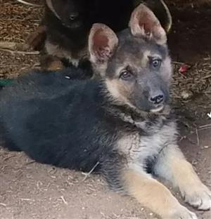 German Shepherd puppies available 