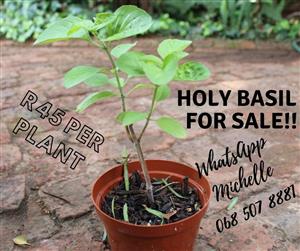 Pineapple Sage and Holy Basil plants for sale
