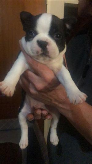 Registered Boston Terrier puppies for sale