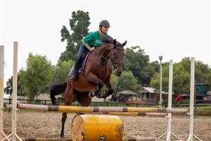 Tall tb gelding suitable for nervous riders 