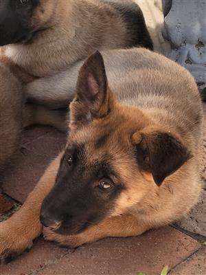 German Sheperd and Belgium Malinois Mix