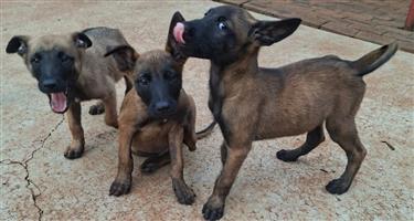 9x Belgian Malinois pups IN BRITS, NORTH WEST