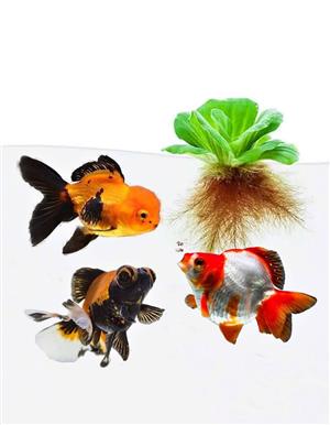 Plants For Goldfish Tanks