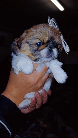 Pekingese puppies