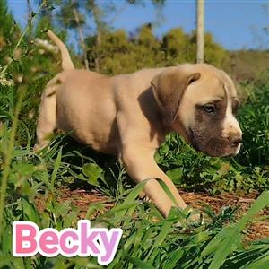 Bullmastiff X Great Dane puppies 