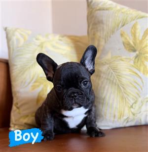 Stunning French bulldog puppies available