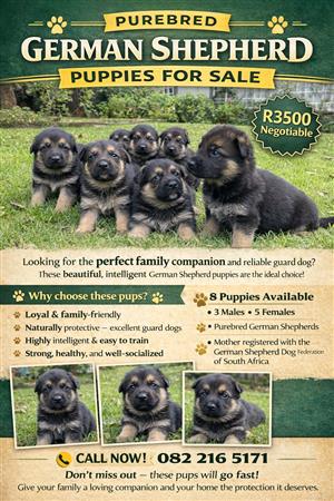 German Shepherd puppys