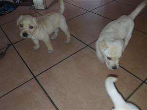 Labrador puppys