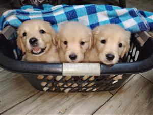 Gorgeous Golden Retriever puppies available
