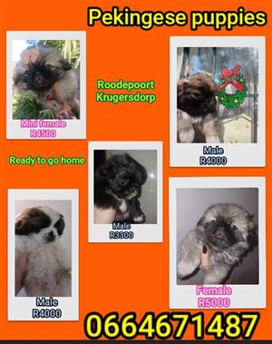 Fluffy little Pekingese puppies