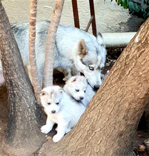 Husky puppies for a good home. Vaccinated and dewarmed.