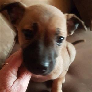 Jack Russell X Pincher 