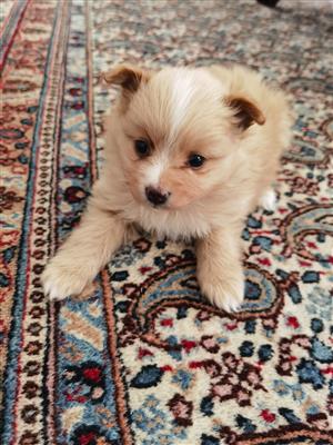 Pure breed Pomeranians for sale 