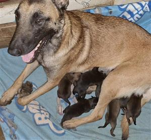 Belgian Malenois X Dutch Shepherd Cross puppies