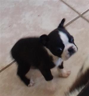 Purebred Boston terrier puppies