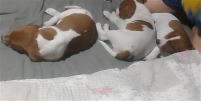 SHORTLEGGED JACK RUSSELL PUPPIES PUREBRED FEMALES  