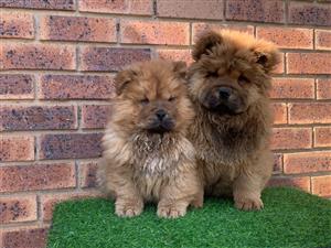 Gorgeous Chow chow female puppies available