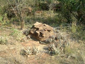 Your Private Bushveld Escape Awaits