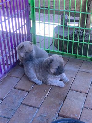 Gorgeous Chow chow puppies available
