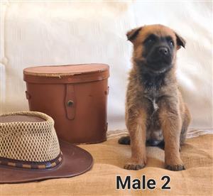 Malinois Puppies 6 weeks old