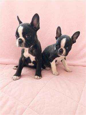 Boston Terrier puppies