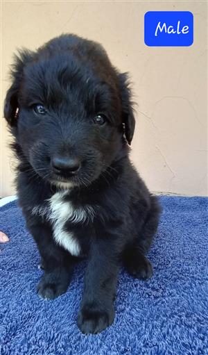 Border kollies puppy's, Black and White 