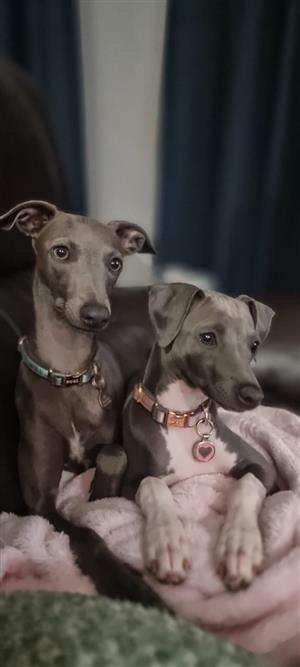 Italian whippet[ greyhound] pups