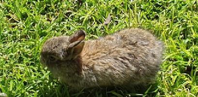 Netherland Dwarf Rabbits Bunnies Hasies