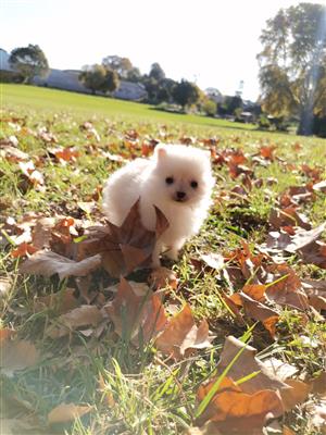 lovely teacup toypom male puppy
