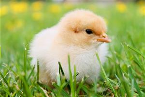 Chickens and Coturnix Quail available