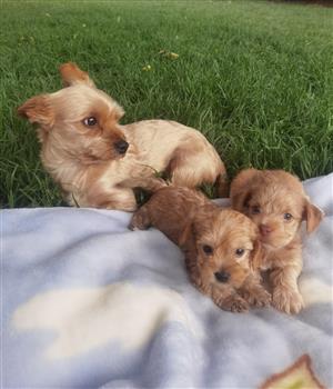 Yorkshire terrier puppys