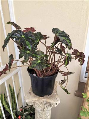 Vibrant Starleaf Begonias 