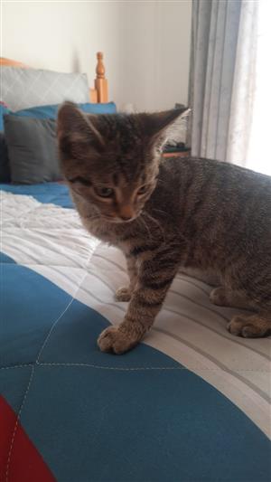 Kittens for sale 
