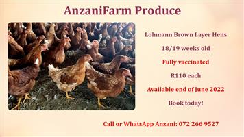 18/19 weeks old Lohman brown layer hens available.  Our hens are F