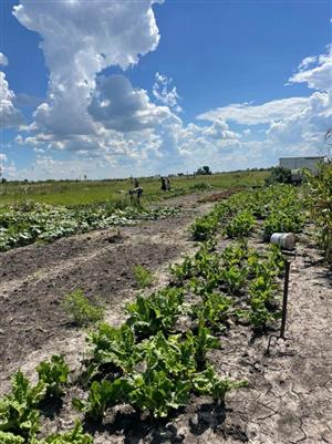 Farm For Sale in Koppies