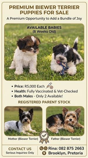 YORKSHIRE TERRIERS FOR SALE