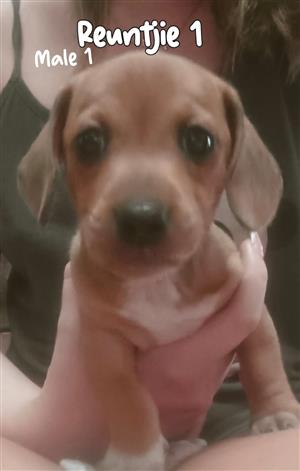 Daschund puppies for sale