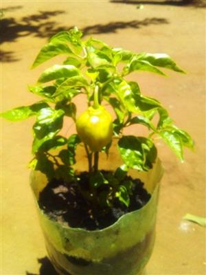 Birds eye and Habenero chillie plants
