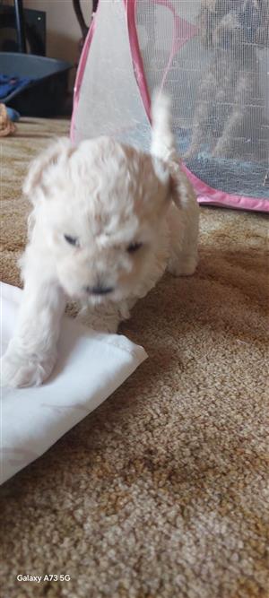 Toy poodles for sale